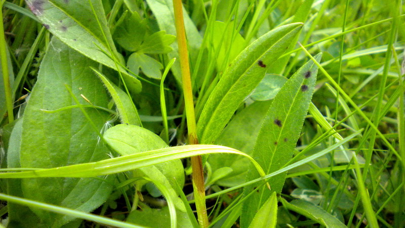 Bistorta vivipara (=Polygonum viviparum) / Poligono viviparo